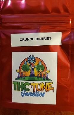 Crunch Berries 3 Fem Autos. $25 Free shipping in 🇺🇸